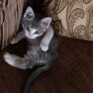 Meet your Posher, Cara